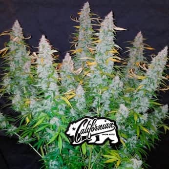 AUTO CALIFORNIAN SNOW (Fastbuds Seeds) Semillas de marihuana feminizadas de colección.