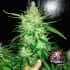 AUTO CBD CRACK (Fastbuds Seeds) Semillas de marihuana feminizadas de colección.