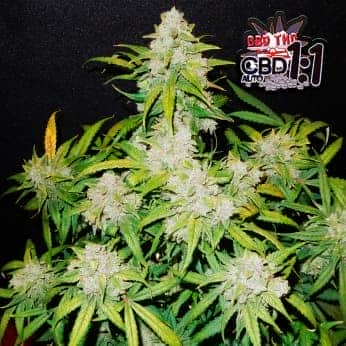 AUTO CBD CRACK (Fastbuds Seeds) Semillas de marihuana feminizadas de colección.