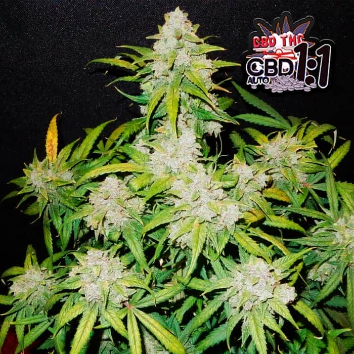 AUTO CBD CRACK (Fastbuds Seeds) Semillas de marihuana feminizadas de colección.