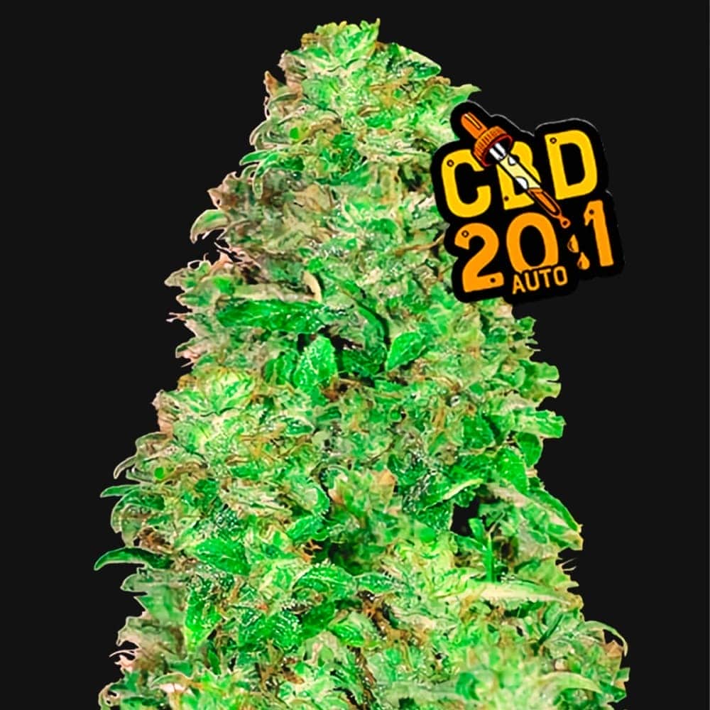AUTO CBD 20:1 (Fastbuds Seeds) Semillas de marihuana feminizadas de colección.