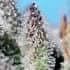 AUTO ORANGE APRICOT GLUE XL (Sweet Seeds) Semilla de marihuana feminizada de colección vista de tricomas.