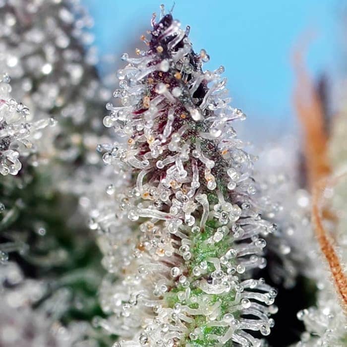 AUTO ORANGE APRICOT GLUE XL (Sweet Seeds) Semilla de marihuana feminizada de colección vista de tricomas.