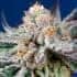 AUTO ORANGE APRICOT GLUE XL (Sweet Seeds)