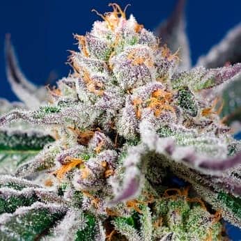AUTO ORANGE APRICOT GLUE XL (Sweet Seeds) Semilla de marihuana feminizada de colección cogollo principal.