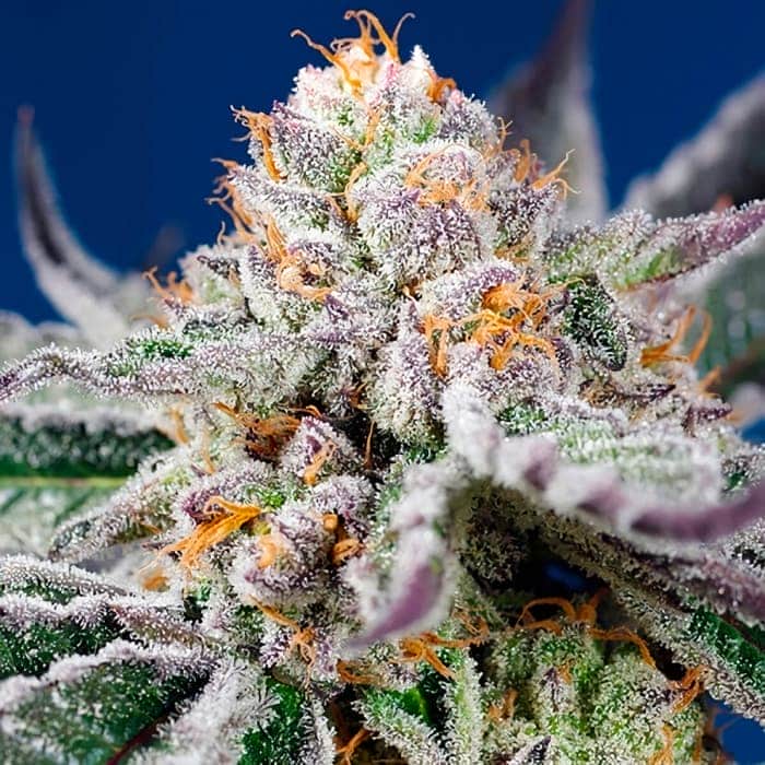 AUTO ORANGE APRICOT GLUE XL (Sweet Seeds) Semilla de marihuana feminizada de colección cogollo principal.