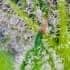 AUTO SWEET MANDARINE ZKITTLEZ XL (Sweet Seeds) Semilla de marihuana feminizada de colección resina en aumento.