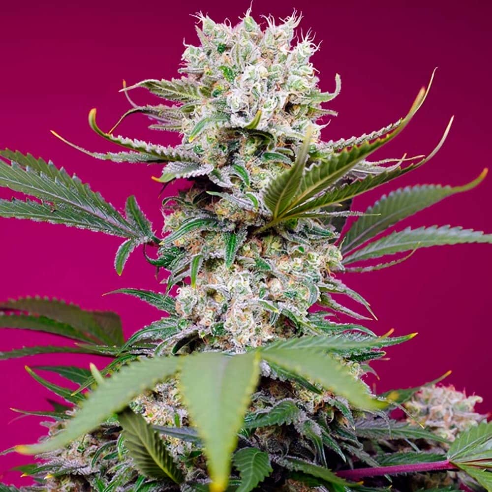 AUTO SWEET MANDARINE ZKITTLEZ XL (Sweet Seeds) Semilla de marihuana feminizada de colección punta principal.