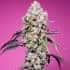 SWEET MANDARINE ZKITTLEZ F1 FAST VERSION (Sweet Seeds) Semillas de marihuana feminizadas de colección punta principal.