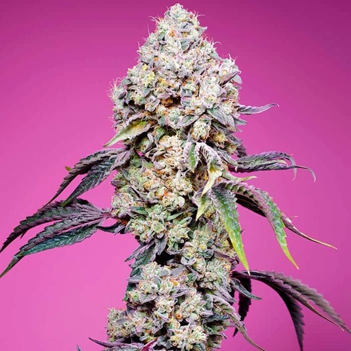 SWEET MANDARINE ZKITTLEZ F1 FAST VERSION (Sweet Seeds) Semillas de marihuana feminizadas de colección punta principal.