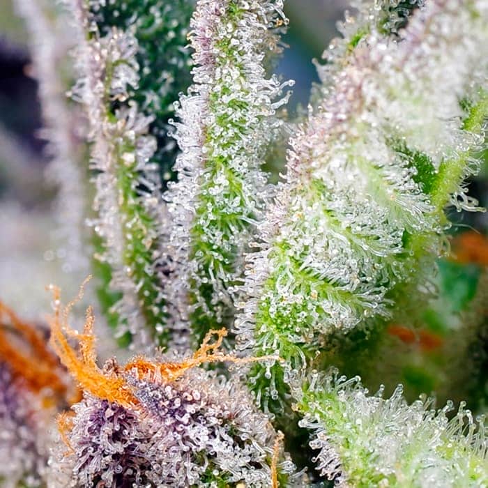 SWEET MANDARINE ZKITTLEZ F1 FAST VERSION (Sweet Seeds) Semillas de marihuana feminizadas de colección tricomas ampliados.