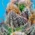 STRAWBERRY COLA SHERBET F1 FAST VERSION (Sweet Seeds) Semillas de marihuana feminizadas de colección tricomas en aumento.
