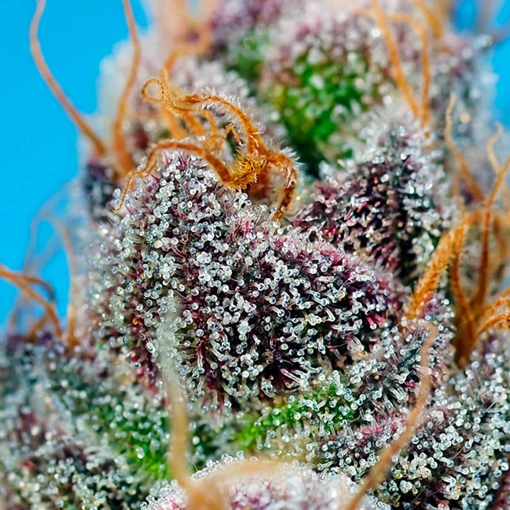 STRAWBERRY COLA SHERBET F1 FAST VERSION (Sweet Seeds) Semillas de marihuana feminizadas de colección tricomas en aumento.
