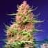 STRAWBERRY COLA SHERBET F1 FAST VERSION (Sweet Seeds) Semillas de marihuana feminiadas de colección punta principal.