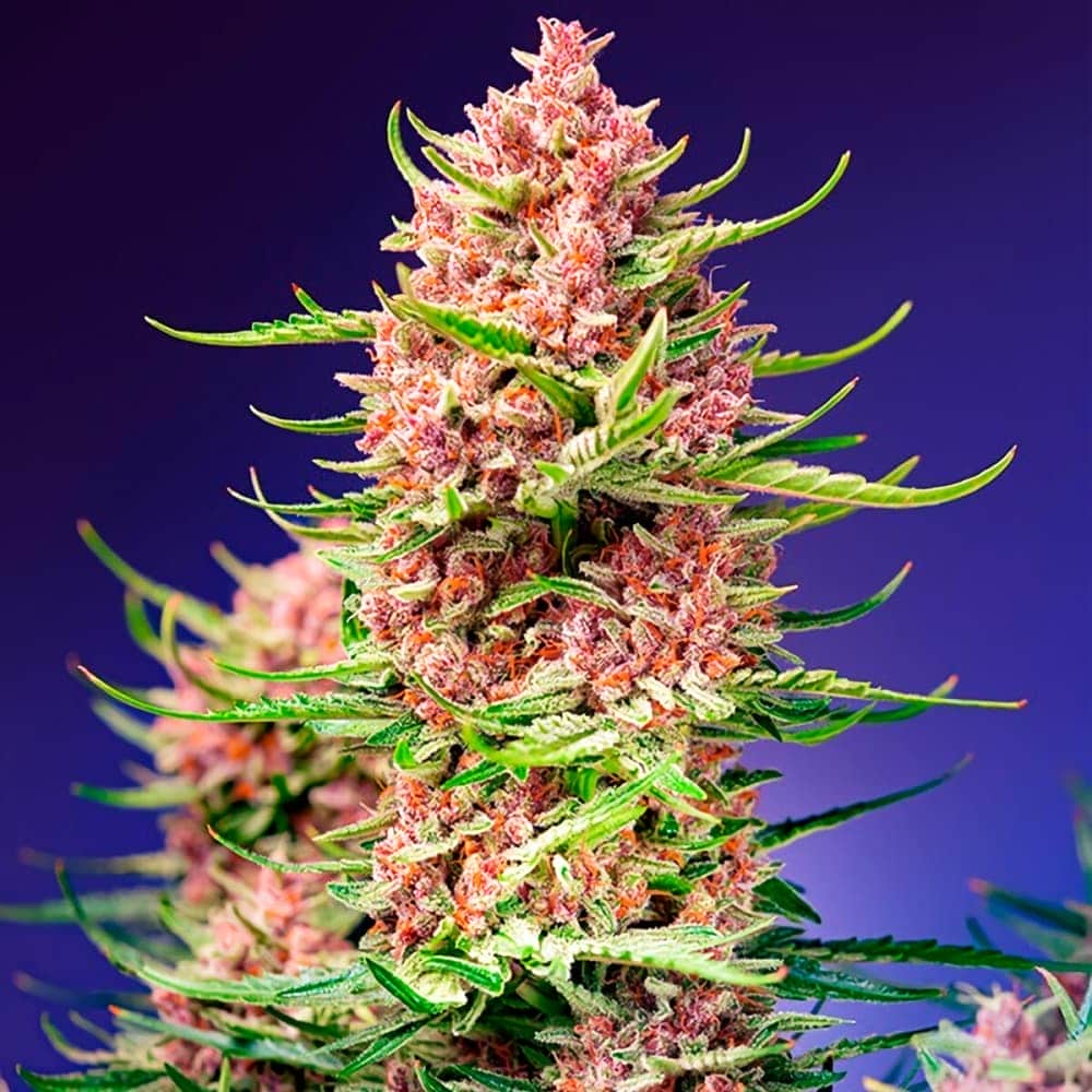 STRAWBERRY COLA SHERBET F1 FAST VERSION (Sweet Seeds) Semillas de marihuana feminiadas de colección punta principal.