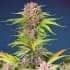 AUTO MIMOSA BRUCE BANNER XXL (Sweet Seeds) Semilla de marihuana feminizada de colección cogollo principal.