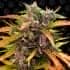 AUTO GORILLA GLUE (Barney´s Farm Seeds) Semilla de marihuana feminizada de colección punta principal.