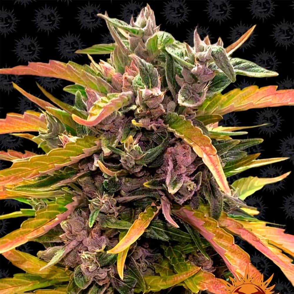 AUTO GORILLA GLUE (Barney´s Farm Seeds) Semilla de marihuana feminizada de colección punta principal.