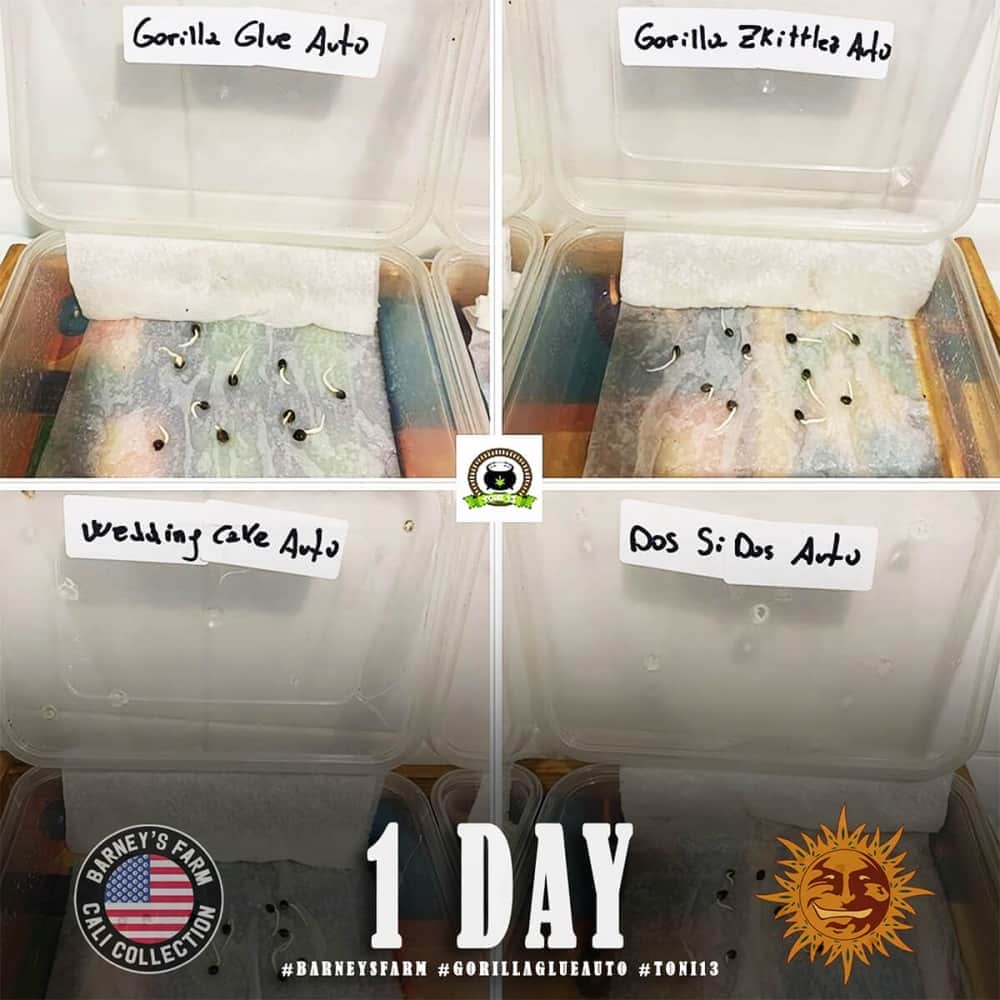 AUTO GORILLA GLUE (Barney´s Farm Seeds) Semilla de marihuana feminizada de colección día 1.