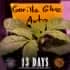 AUTO GORILLA GLUE (Barney´s Farm Seeds) Semilla de marihuana feminizada de colección día 13.