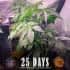 AUTO GORILLA GLUE (Barney´s Farm Seeds) Semilla de marihuana feminizada de colección día 25.