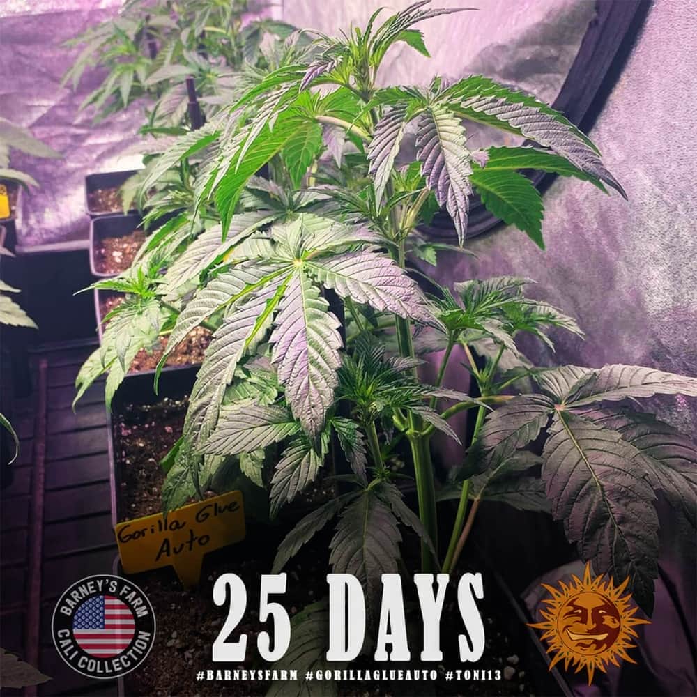 AUTO GORILLA GLUE (Barney´s Farm Seeds) Semilla de marihuana feminizada de colección día 25.