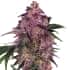 SENSI PURPLE KUSH (Sensi Seeds) Semillas de marihuana feminizadas de colección punta principal.