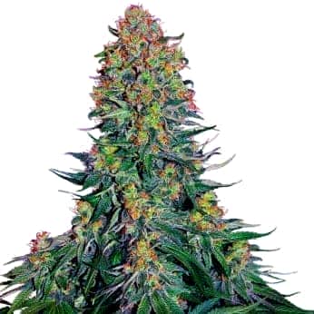 BLUE SKUNK (Sensi Seeds)