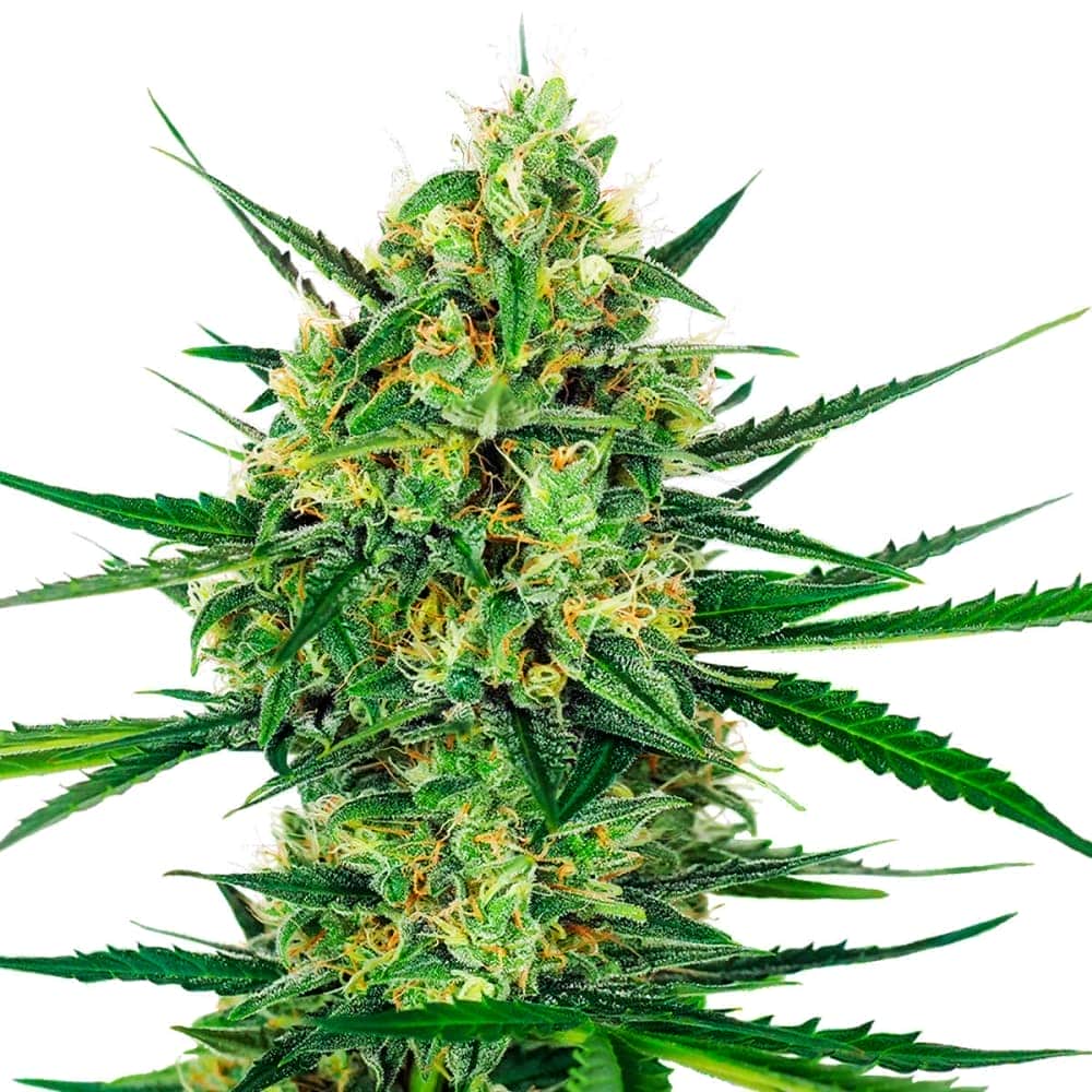TANGERINE SUGAR (Sensi Seeds) Semilla de marihuana feminizada de colección punta principal.