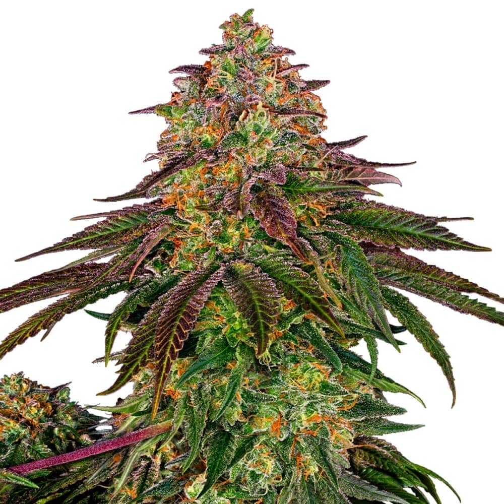 SWEET CHERRY KUSH (Sensi Seeds) Semillas de marihuana feminizadas de colección punta principal.