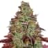 TEZLA OG (Sensi Seeds Research) Semillas de marihuana feminizadas de colección punta principal.