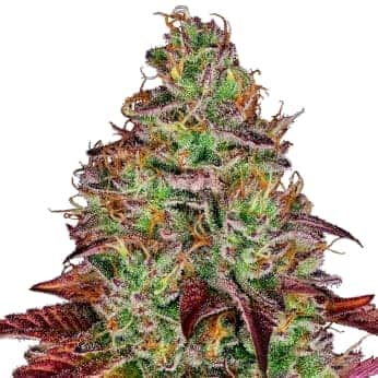 TEZLA OG (Sensi Seeds Research) Semillas de marihuana feminizadas de colección punta principal.
