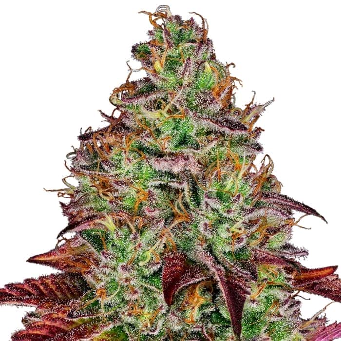 TEZLA OG (Sensi Seeds Research) Semillas de marihuana feminizadas de colección punta principal.