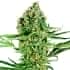 CRITICAL RUNTZ (Sensi Seeds Research) Semillas de marihuana feminizadas de colección punta principal.
