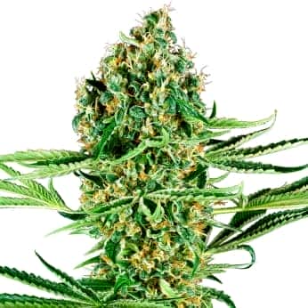 CRITICAL RUNTZ (Sensi Seeds Research) Semillas de marihuana feminizadas de colección punta principal.