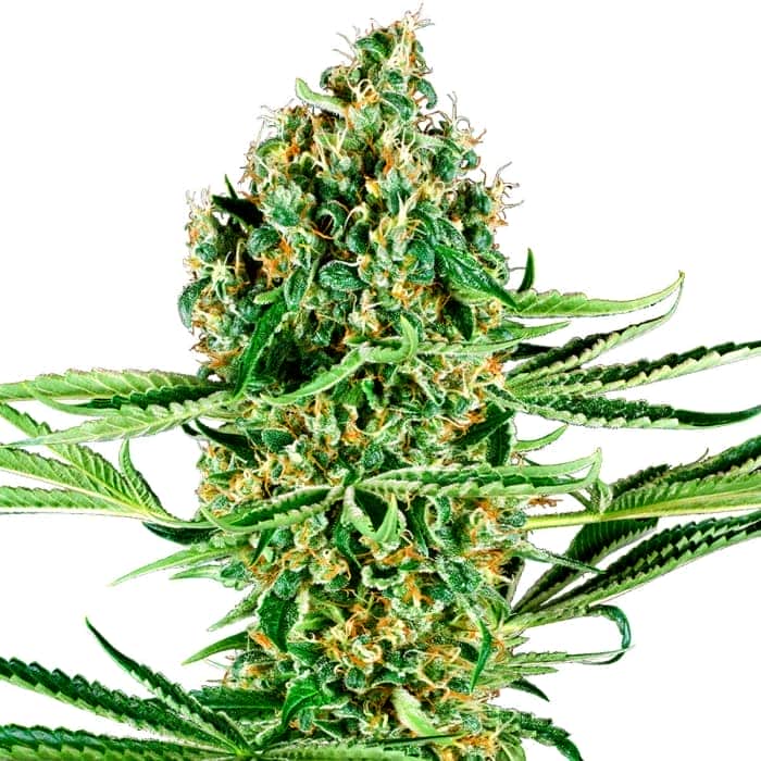 CRITICAL RUNTZ (Sensi Seeds Research) Semillas de marihuana feminizadas de colección punta principal.