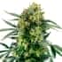 AUTO BLUE BERRY SKITTLEZ (Sensi Seeds Research) Semillas de marihuana feminizadas de colección punta principal.