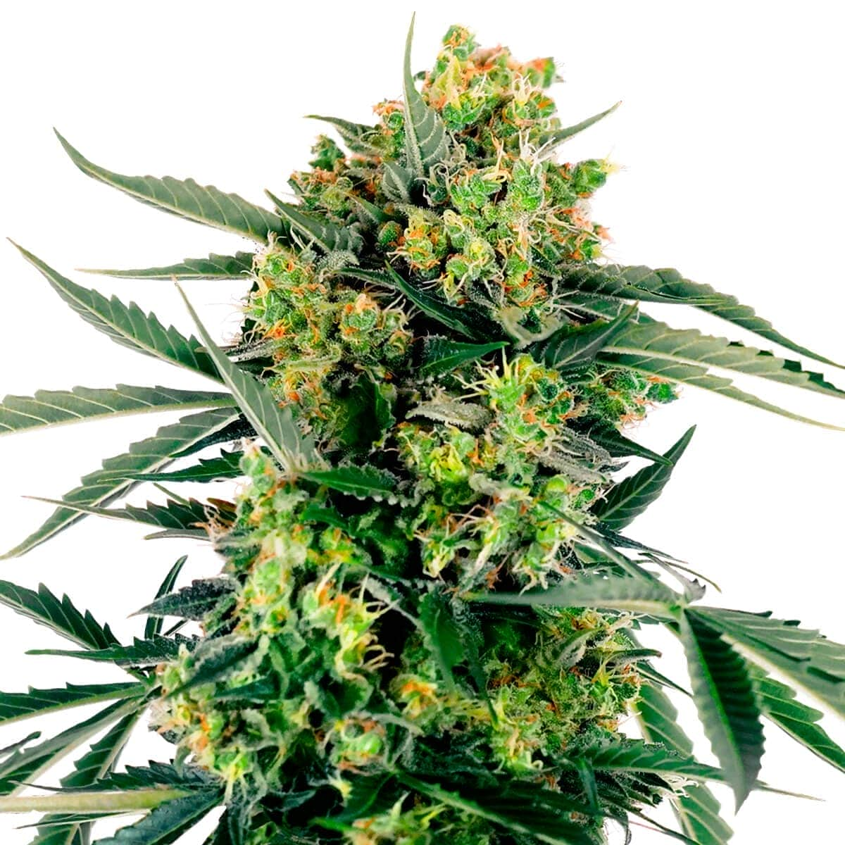 Los Mejores Vaporizadores de Marihuana - Sensi Seeds