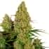 AUTO STICKY ORANGE XXL (Sensi Seeds)