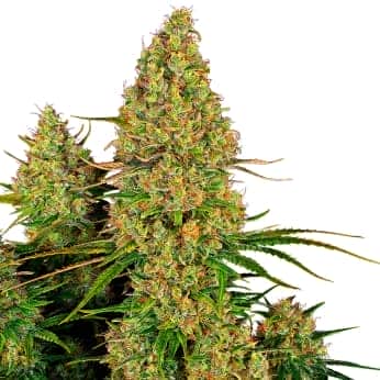 AUTO STICKY ORANGE XXI (Sensi Seeds Research) Semillas de marihuana feminizadas de colección punta principal.
