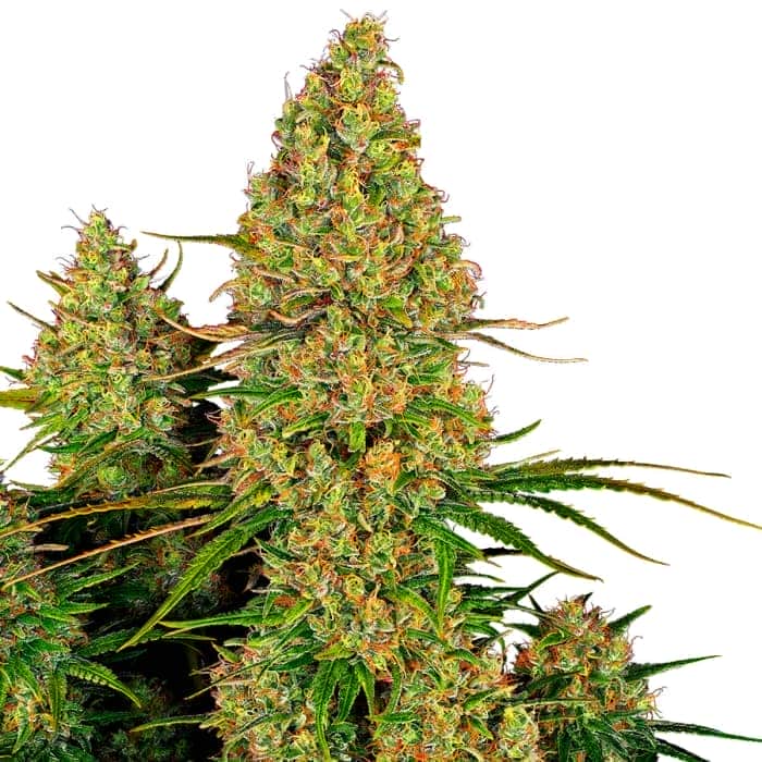 AUTO STICKY ORANGE XXI (Sensi Seeds Research) Semillas de marihuana feminizadas de colección punta principal.
