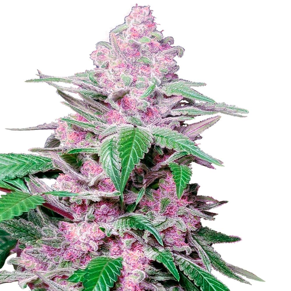 PURPLE COOKIE KUSH (Sensi Seeds) Semillas de marihuana feminizadas de colección punta principal.
