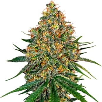 WHITE CHEESE (White Label) Semillas de marihuana feminizadas de colección, punta principal.