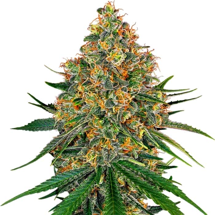 WHITE CHEESE (White Label) Semillas de marihuana feminizadas de colección, punta principal.