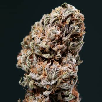 SYRUP AUTO (BUDDHA SEEDS) AUTOFLORECIENTE FEMINIZADA flor en seco.