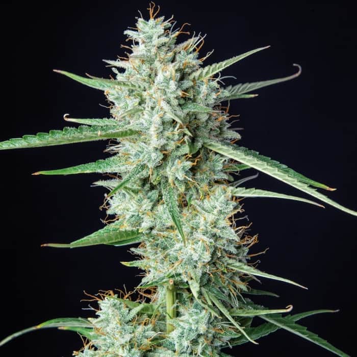 SYRUP AUTO (BUDDHA SEEDS) AUTOFLORECIENTE FEMINIZADA punta principal