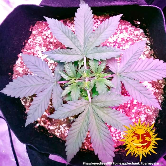 Semillas de Marihuana PINEAPPLE CHUNK (Barneys Farm) fase de crecimiento.