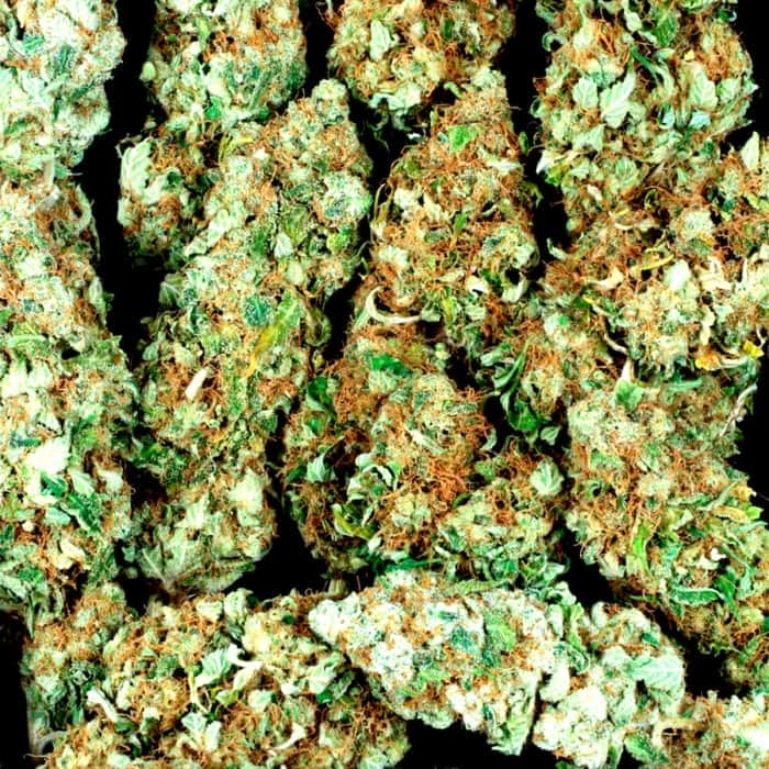 Semillas de marihuana NEBULA (Paradise Seeds) Feminizadas, cogollos sin hojas.
