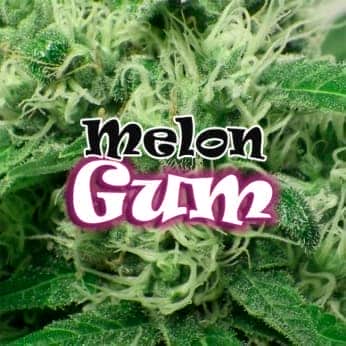 Semillas de Marihuana MELON GUM (Dr Underground)  logo.