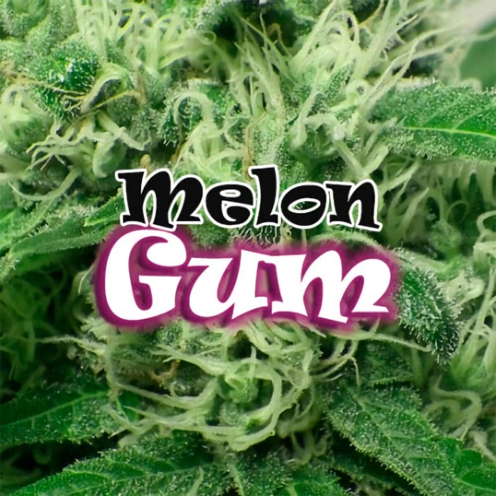 Semillas de Marihuana MELON GUM (Dr Underground)  logo.